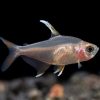 White Fin Oranatus Tetra 