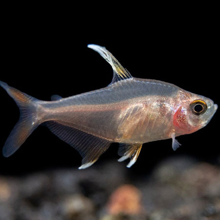 White Fin Oranatus Tetra