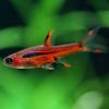 Chilli Rasbora 1.5cm ***NEW***