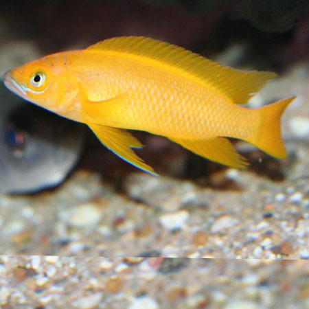 Lemon Cichlid (Neo Leleupi) 4cm