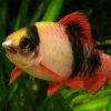 Melon Barb 3-4cm