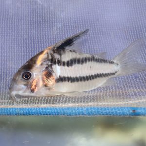 Super Schwartzi Cory Large 5/7cm ***NEW***   