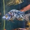 Blue Marble Peacock 7/8cm ***NEW*** 