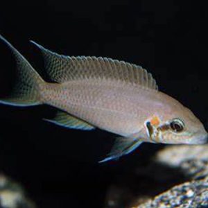 Fairy Cichlid 