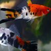 Koi Sanke Swordtail  
