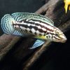 Marlieri Julidochromis  ***NEW***  