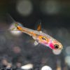 Phoenix Rasbora 1.5cm ***NEW*** 