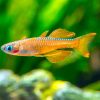 Red Neon Blue Eye Rainbow ***NEW***