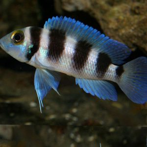 Five Bar Cichlid 4-5cm