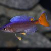 Leptosoma Utinta 5-6cm ***NEW***   