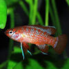 Red Scarlet Badis 2cm