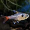 Golden Phantom Tetra ***NEW***
