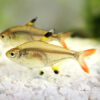 Golden Pristilla Tetra Med ***NEW***