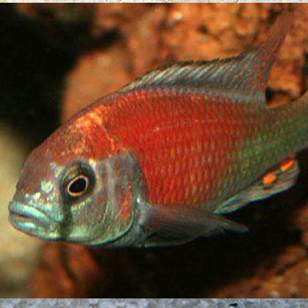 Hippo Point Salmon Cichlid 3-4cm ***NEW***