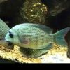 Madagascar Cichlid 4-5cm