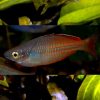 Ajamaru Lakes  Rainbow ***NEW***