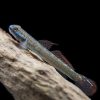 Annie's Goby 