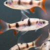 Arulias Barb 3cm