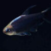 Black Emperor Tetra ***NEW***