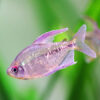 Diamond Tetra 3cm