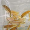 Eastern Blue Johanni 4-6cm ***NEW***