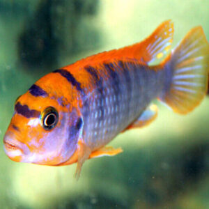 Hongi Red Top Cichlid 4-5cm