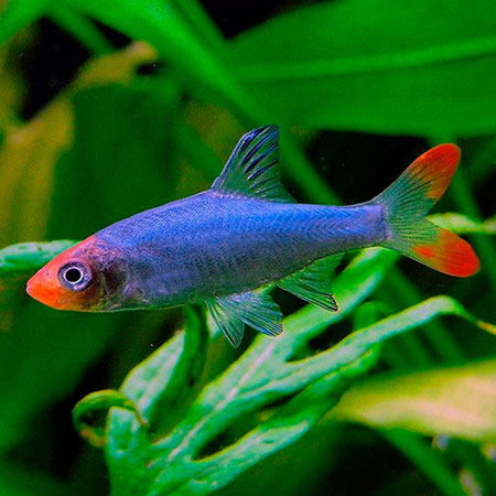 Sawbwa Replendens MALE