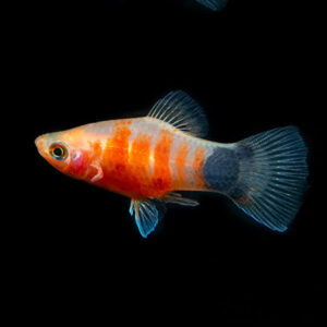 Coral Zebra Platy 3.5-4cm