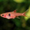 Dwarf Rasbora (Maculata) ***NEW***  