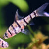 Eight Banded Barb ***NEW***