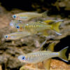 Signifer Rainbow (Pacific Blue Eye) ***NEW*** 
