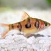 Snakeskin Barb 3cm