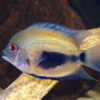 Triangle Cichlid ***NEW***   