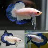 Blue Rim Betta Male