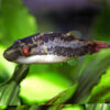 Red Eye Puffer **NEW**