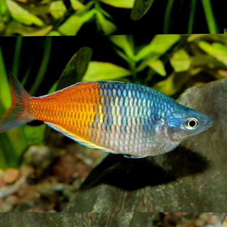Male Boesmani Rainbow 5cm
