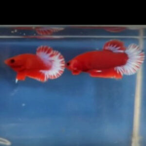 Hellboy Fighter PAIR ***STUNNING PAIR!*** 