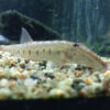 Horseface Loach ***NEW***