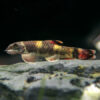 Panda Garra  2-3cm
