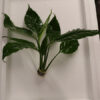 Spathiphyllum Bunch  