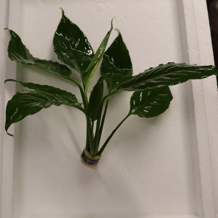 Spathiphyllum Bunch