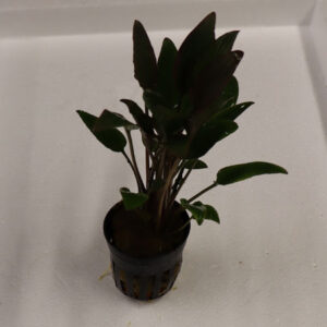   Crytocoryne Wendtii Red Pot 