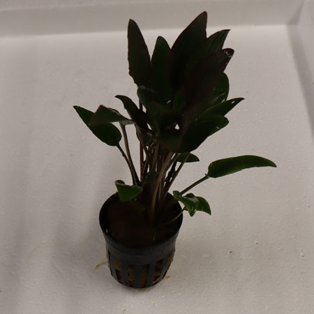 Crytocoryne Wendtii Red Pot