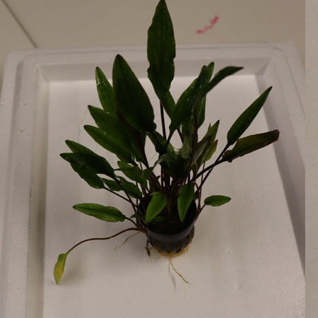 Cryptocoryne Lucens Pot