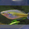 Austrailian Rainbow ***NEW*** 