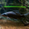 Black Shark ***NEW***