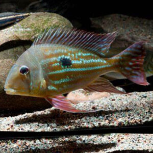 Geophagus Winemileri ***NEW***