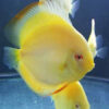 Golden Discus 7cm ***HIGH GRADE***