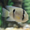 Keyhole Cichlid 