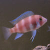 Red Frontosa 3-4cm